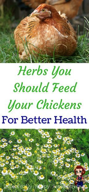 Herbs you should feed your chickens for better health. Your homestead or backyard chickens will love them! Garden Chickens, Herbs For Chickens, Urban Chicken Farming, Portable Chicken Coop, Egg Laying Chickens, Urban Chickens, Backyard Chicken Farming, Chicken Health, Chicken Eating