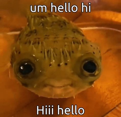 Kirby Memes, Fish Icon, Baby Fish, Cool Fish, Puffer Fish, Cute Fish, Underwater Creatures, Cute Animals Images, Funny Doodles