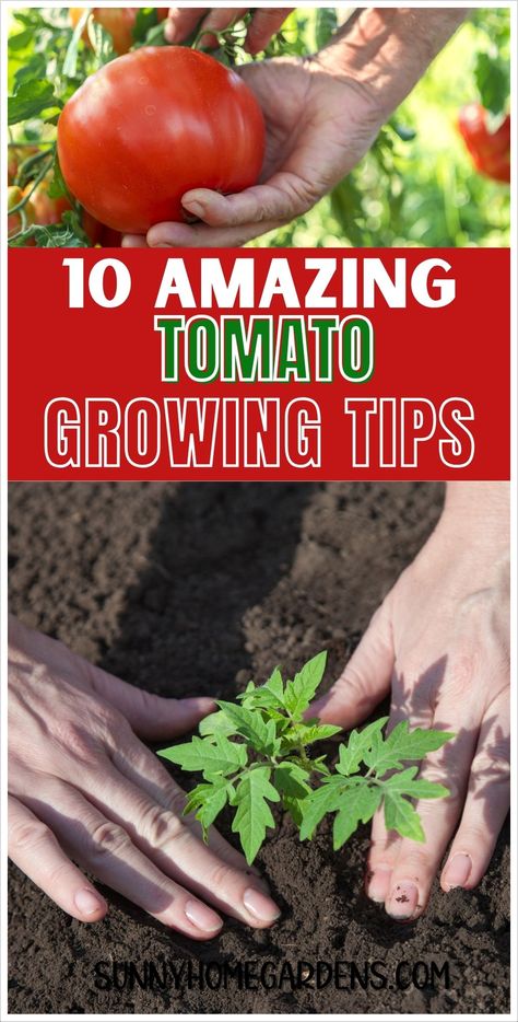 If you're growing tomatoes in your backyard vegetable garden, make sure to try these tips and tricks for growing tomatoes in your veggie garden. Gardening Tomatoes Tips, Tomatoes Growing Tips, Beef Steak Tomatoes Growing, Growing Tomatoes In Raised Bed, Planting Tomatoes In Garden, Tomato Plants Growing Tips, Adobe Garden, Tomato Growing Tips, Tomato Companion Plants