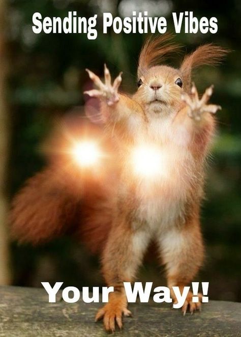 Squirrel Quote, Sending Hugs Quotes, Squirrel Memes, Funny Squirrel Pictures, Sending Positive Vibes, Inspirational Friend Quotes, Happy Squirrel, Squirrel Pictures, Funny Day Quotes