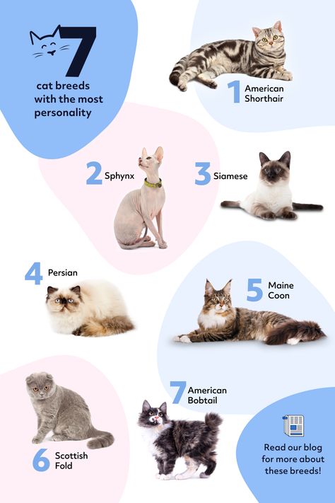 Here’s how some of the most popular cat breeds stack up. Cat That Looks Like A Dog, Unique Cats Breeds, Pet Cats, Type Of Cats, Cat Breeding, Petting Cat, Different Cat Breeds, Cat Breed, Pet Cat