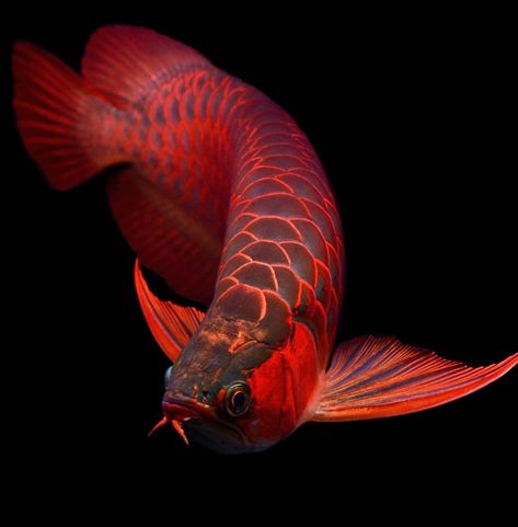 Oscar Fish, Ikan Air Tawar, Dragon Fish, Tropical Freshwater Fish, Monster Fishing, Fish Wallpaper, Pet Animals, Exotic Fish, Aquatic Animals