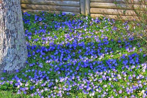 Periwinkle Ground Cover, Creeping Myrtle, Ground Cover Shade, Periwinkle Plant, Vinca Minor, Perennial Grasses, Ground Cover Plants, Wildflower Garden, Woodland Garden