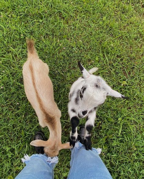 Cute Farm Aesthetic, Life On A Farm, Farm On The Beach, Simple Dinner For One, Farm Goats, Farm Vibes, Aesthetic Farm, Farm Aesthetic, Cute Farm Animals