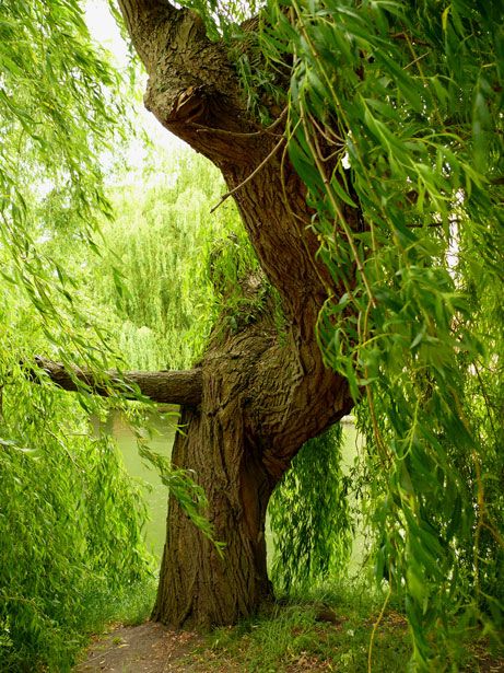 Native Medicines ~ Willow! (Pomo- inner root bark tea for chills and fever, Natchez- remedies from bark of red willow for fevers, Alabama and Creek- willow root baths for fever) Adventure List, Tree Hugging, Plant Kingdom, Tree Magic, Weeping Willow, Tree Hugger, Tree Free, Tree Forest, Willow Tree