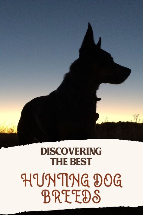 Discovering the Best Hunting Dog Breeds:: What are the best hunting dog breeds? We'll break it down with characteristics and pros and cons! Bavarian Mountain Hound, Sussex Spaniel, Hunting Dogs Breeds, Dog Hunting, American Water Spaniel, Curly Coated Retriever, Field Spaniel, Female Hunter, Walker Coonhound