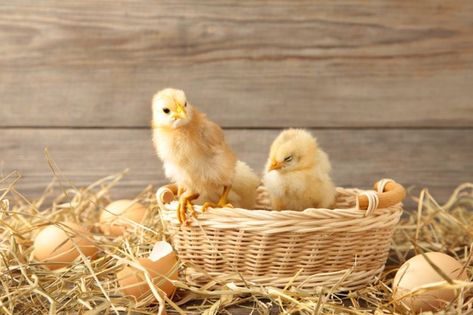 Chick Photo Shoot, Animals Farm, Photo Food, Easter Card, Baby Chicks, Grey Background, Pack Of Cards, Animal Photo, Nature Animals