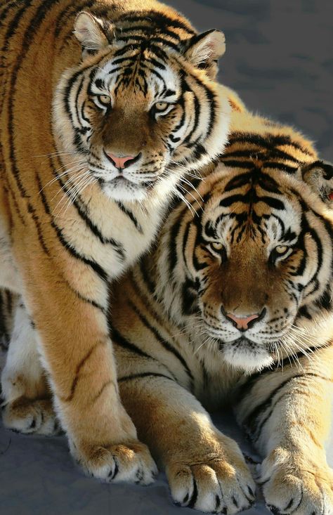 Panthera Tigris, Cat Species, Tiger Pictures, Wild Tiger, Big Cats Art, Cute Tigers, Gorgeous Cats, Big Animals, Majestic Animals