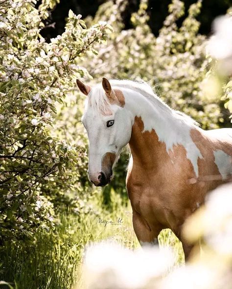 Rescue Horse, Foto Cowgirl, Wild Horses Photography, Beautiful Horses Photography, Cute Horse Pictures, Horse Aesthetic, Most Beautiful Horses, Horses And Dogs, All The Pretty Horses