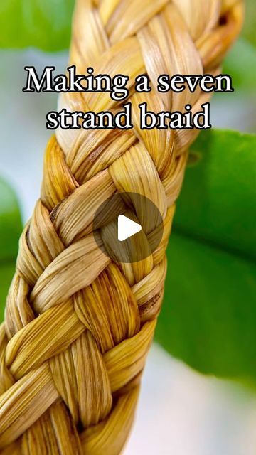 Forage_from_nature on Instagram: "Making a seven strand braid/plait  I’ve been enjoying trying different way to make handles for my baskets.  This seven strand braid or plait (depending on where you’re from) was made using daylily leaves." Corn Leaves Crafts, Grass Braiding, Plant Weaving, Plaited Braids, Natural Weaving, Palm Weaving, Diy Basket Weaving, Corn Craft, Plait Braid