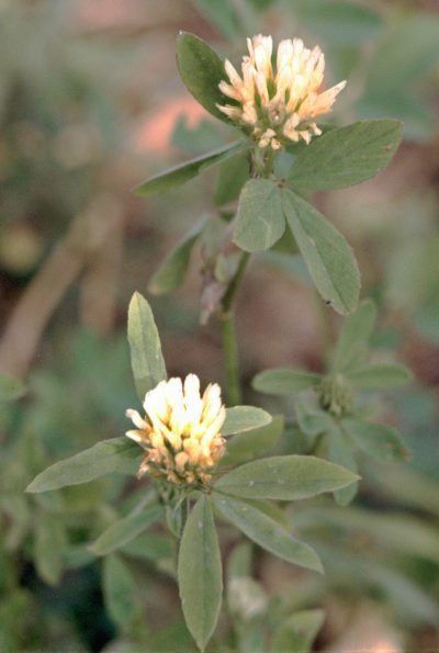 Berseem Clover Plants: Growing Berseem Clover As A Cover Crop Year Round Garden, Grass Alternative, Eucalyptus Deglupta, Clover Plant, Clover Seed, Gardening Tricks, Landscape Diy, American Meadows, Round Garden