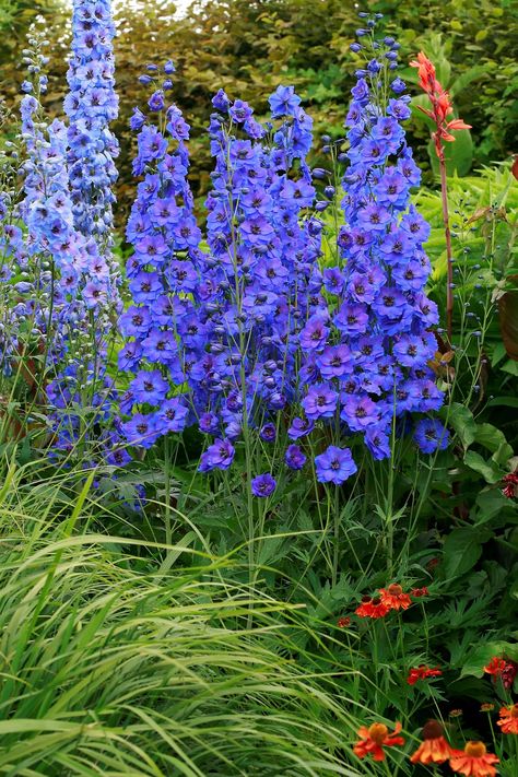 Delphinium: How to plant, grow and care for Delphinium flowers | House & Garden Volkenfrieden Delphinium, Delfinium Flower, Delphinium Garden, Light Blue Delphinium, Farm Landscaping, Delphinium Plant, Delphinium Flower, Cottage Garden Borders, Blue Flowers Garden