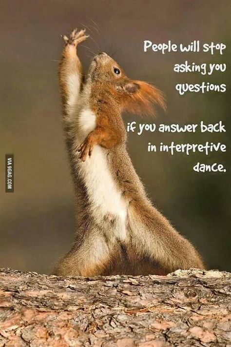 People will stop asking you questions if you answer back in interpretive dance. Ginyu Force, Interpretive Dance, Dance Funny, Spirit Bear, A Squirrel, 웃긴 사진, Memes Humor, Funny Animal Memes, E Card