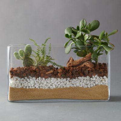 Fishbowl Terrarium, How To Grow Cactus, Succulent Garden Landscape, Terrarium Wedding, Open Terrariums, Cactus Terrarium, Terrarium Bowls, Terrarium Supplies, Cactus Care