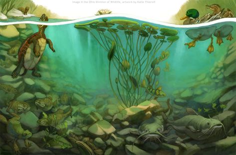 Underwater Pond, Pond Table, Underwater River, Home Pond, Pond Drawing, Underwater Illustration, Underwater Painting, Nature Illustrations, Frog Illustration