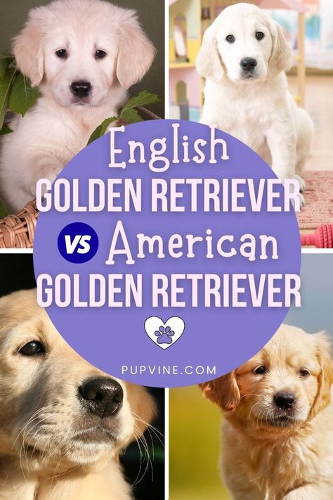 American Golden Retriever vs English Golden Retriever; learn all the things that separate and bring together these two types of dogs Golden Retriever Types, Types Of Golden Retrievers, Golden Retriever Outfit, English Vs American, English Creme Golden Retriever, English Retriever, American Golden Retriever, English Golden Retrievers, Male Vs Female