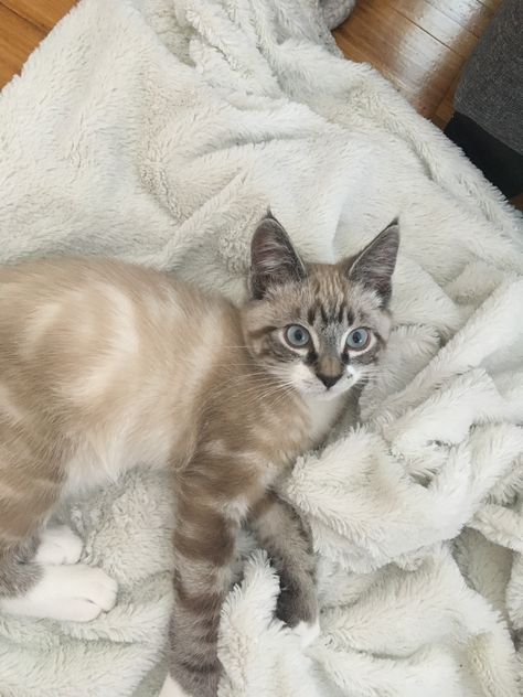 Another picture of Sawyer, my Lynx Point Tabby. As he gets older, his markings get darker. Here he is just 3.5 months old Lynx Point Siamese Kitten, Lynx Point Cat, Lynx Point Siamese, Lynx Kitten, Dream's Cat, Tabby Kitten, Cat Reference, Siamese Kittens, Gorgeous Cats