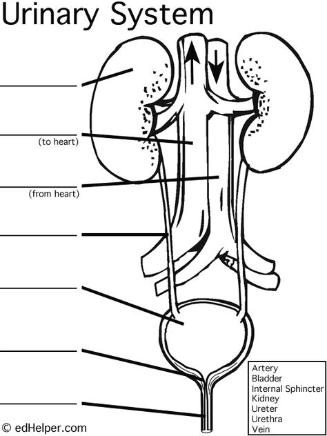 Urinary System Diagram Worksheet Human Urinary System Diagram, Urinary System Worksheet, Human Excretory System Diagram, Urinary System Drawing, Urinary System Activities, Urinary System Diagram, Excretory System Diagram, Human Anatomy Coloring Pages, Body Systems Worksheets