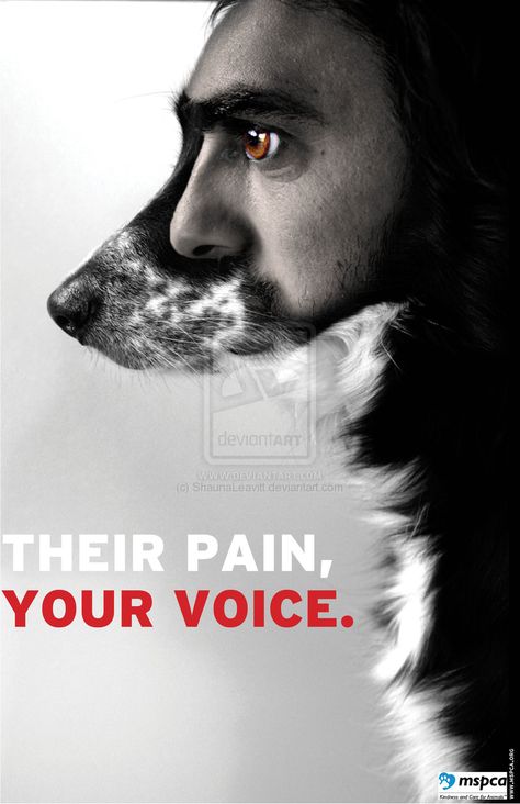 Animal Rights Poster, Animal Cruelty Awareness, Animal Activism, Animal Liberation, Stop Animal Cruelty, Vegan Animals, Animal Welfare, Animal Rights, Going Vegan