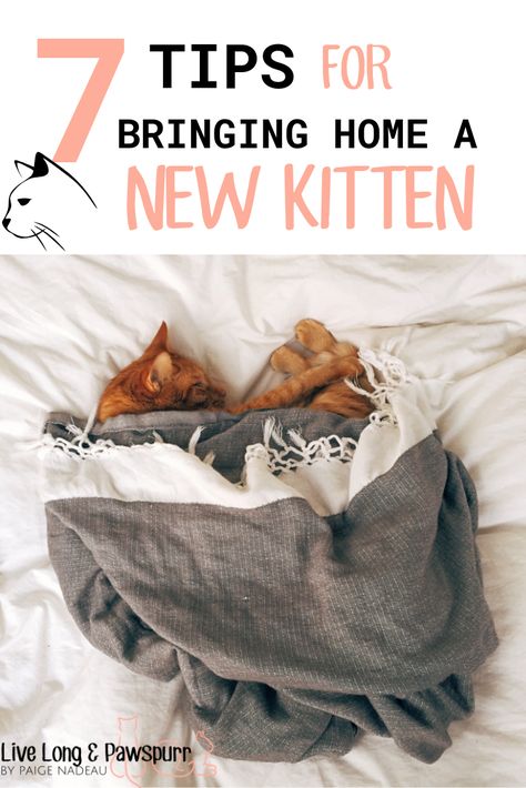 Bringing home a new feline friend? Here are a few helpful tips for a successful adjustment to new home. Preparing for your new kitten. Essentials for caring for your new kitten. #catcare #catcaretips #lifencats #cats Includes our new cat checklist full of everything you need before bringing your new kitten home. Kitten Essentials, Cat Checklist, Cat Toilet Training, Getting A Kitten, Sick Cat, New Kitten, Cat Hacks, Foster Kittens, Cat Care Tips