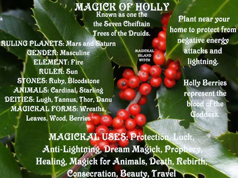 Holly Magical Properties, Holly Witchcraft, Globe Amaranth Magical Properties, Holly Meaning, Witchy Christmas Tree, Lunar Living, December Magic, Yule Ideas, Magickal Correspondences