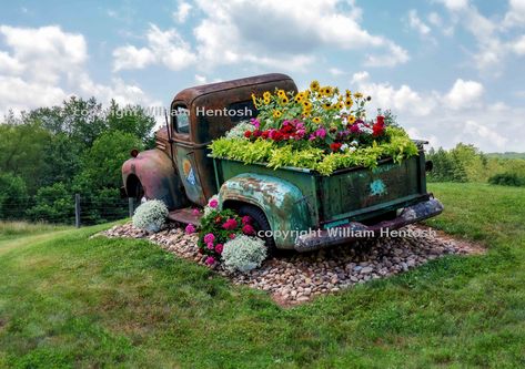 The vintage  truck and summer flower setting of the 1946 Ford pickup was taken by Photographer William Hentosh.  The image is printed on premium photo luster paper, 10 mil thickness.  Print enlargements are available for the flower truck setting, in sizes of 5 x 7, 8 x 10, 10 x 14, or 12 x 16 for the pricing options as noted in the listing.    There may be some cropping needed on the image to establish the size requested.   I will choose a crop with the best composition possible.   A white border may also be on the print enlargement due to the  various photo paper sizes used for printing. Free domestic shipping.  Photo Images are copyrighted William Hentosh Photography.  All rights reserved. Thank you for visiting. Truck Garden, Truck Yard Art, Truck Flower Bed, Old Truck Yard Art, Truck Bed Flower Bed, Truck Bed With Flowers, Old Pickup Truck Flower Bed, Old Truck Flower Bed, Truck With Flowers Painting