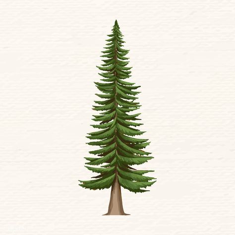 Hand drawn spruce tree vector | premium image by rawpixel.com Spruce Tree Drawing, Spruce Drawing, Celtic Tree Tattoos, Tree Drawings, Trending Images, Tree Tattoos, Stickers Ideas, Tree Plan, Tree Vector