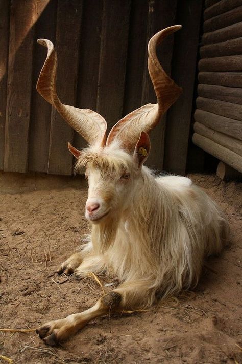 Animals With Horns, A Goat, Mule Deer, Goat Farming, Unusual Animals, Manx, Animals Of The World, Sweet Animals, Animal Planet