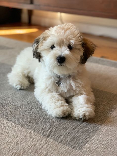 Australian Labradoodle Puppies, Really Cute Puppies, Super Cute Puppies, Havanese Dogs, Cute Animals Puppies, Really Cute Dogs, Cute Little Puppies, Cute Animals Images