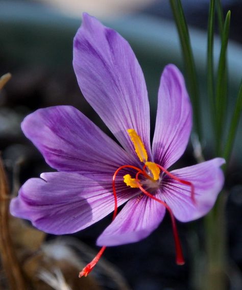 Garden Pantry, Growing Saffron, Saffron Plant, Tibetan Medicine, Iranian Culture, Saffron Recipes, Saffron Crocus, Saffron Flower, Saffron Threads