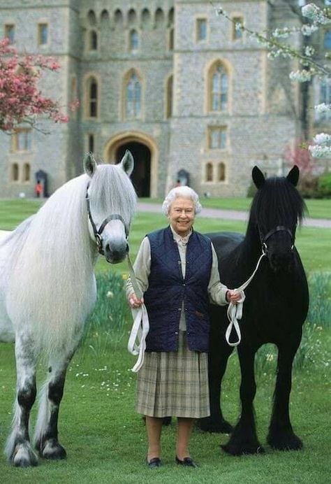 Queen Elizabeth with some of her ponies. SHe is 92 and still rides! Ratu Elizabeth, Queen Elizabeth Photos, Rainha Elizabeth Ii, English Royal Family, Queen Consort, Hm The Queen, English Royalty, Royal Family England, Elisabeth Ii