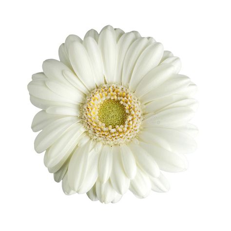 White Gerbera Daisy, Daisy Square, Gerbera Bouquet, White Gerbera, July Wedding, Gerbera Daisy, Daisy Flower, Floral Rings, Wedding Flowers