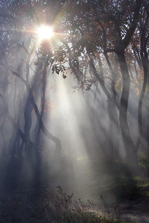 Ormanlık Alan, Foggy Day, Pics Art, Enchanted Forest, In The Forest, Beautiful Photography, Light And Shadow, Nature Beauty, The Forest