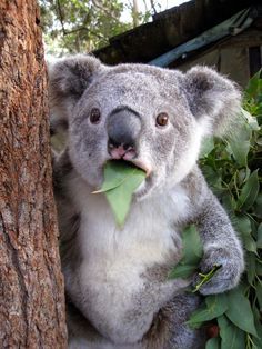 Shocked Koala Koala Bear, Koala