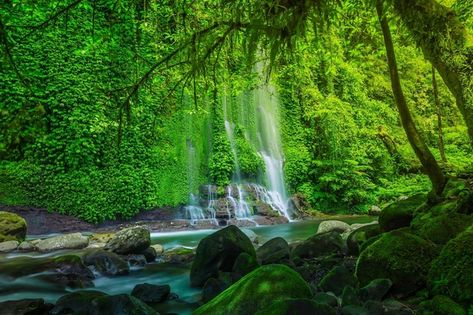 Forest Waterfall, Tropical Forest, Premium Photo, Green Leaves, Indonesia, Forest, Stock Photos, Water, Green