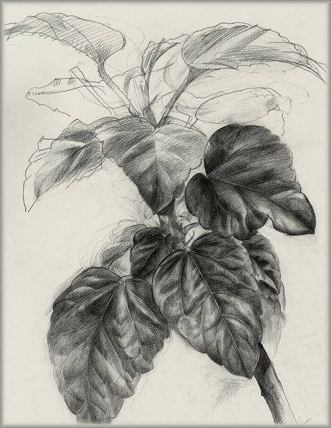 Drawing Leaves Pencil, Manmade Objects Drawing, Botanical Pencil Drawings, Leaves Drawing Pencil, Leaves Sketch Pencil, Plants Drawing Pencil, Leaf Sketch Pencil, Plant Sketch Pencil, Tree Leaf Drawing