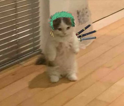 roronoa zoro one piece - cat One Piece Cat Icon, One Piece Cat Pfp, Zoro Cat, Anime Chat, Cat Yawning, Anime Kitten, رورونوا زورو, Cat Profile, Funny Cat Wallpaper