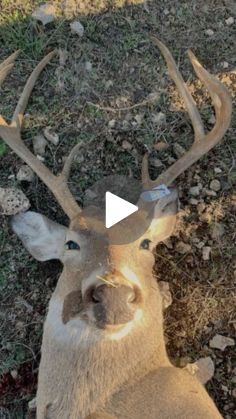 Deer Hunting Videos, Deer Hunting Humor, Wild Life Videos, Mule Deer Hunting, Whitetail Deer Pictures, Mule Deer Buck, Big Deer, Hunting Land, Deer Horns