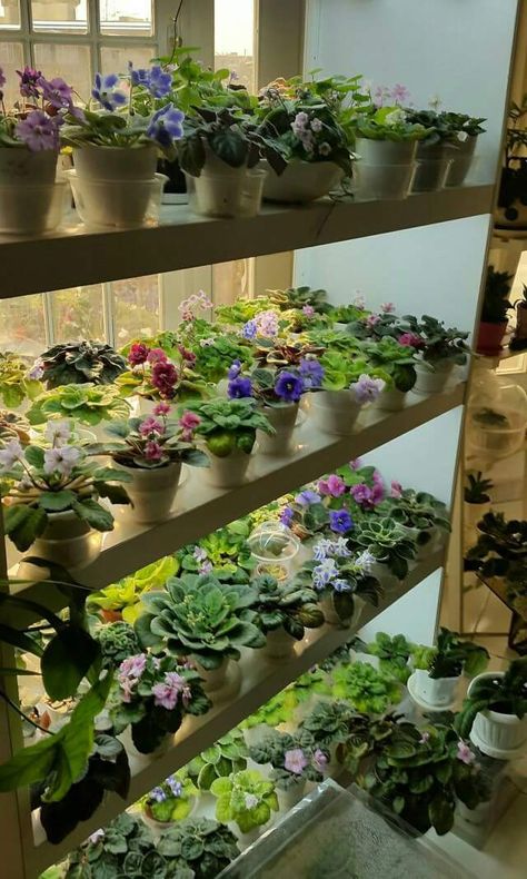 Display and indoor growing rack for African Violets. African Violets Display Ideas, African Violet Display Ideas, African Violet Display, Indoor Plants Diy, Indoor Plant Display, Indoor Plants Low Light, Indoor Plants Styling, African Violets Plants, Violet Plant