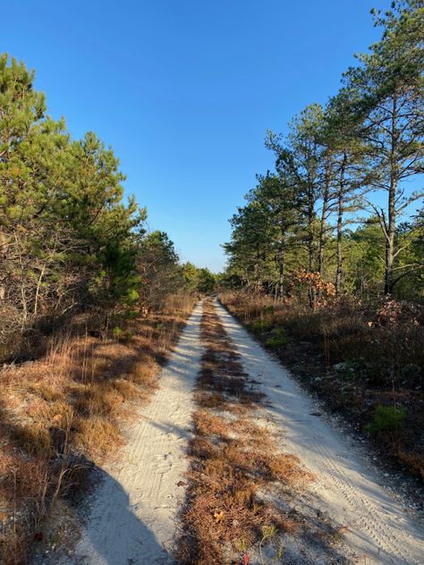 new jersey, jersey, pine barrens, jersey devil, pine tree, scrub pine, pitch pine, pine needles, jeeping, jeep, exploring, forest, woods, aesthetic Pine Barrens New Jersey, Pine Barrens, Devil Aesthetic, Love Pain, Gothic Fairy, Deep Woods, Jersey Devil, Southern Gothic, Beach Town