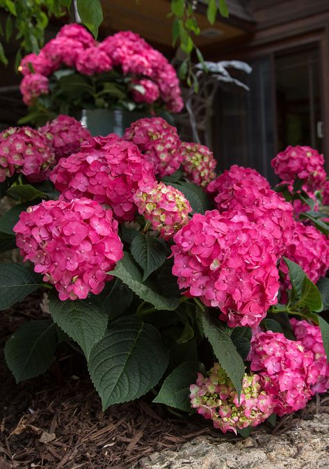 Endless Summer Multicolor Summer Crush Reblooming Hydrangea Flowering Shrub in 2-Gallon (s) Pot Lowes.com Summer Crush Hydrangea, Hydrangea Shrub, Bigleaf Hydrangea, Front Flower Beds, Growing Herbs Indoors, Endless Summer Hydrangea, Hydrangea Bloom, Flowering Bushes, Hydrangea Bush