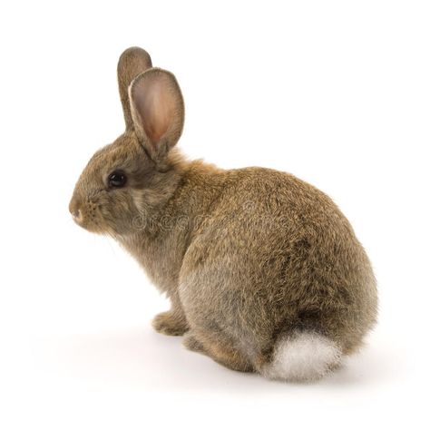 Adorable rabbit isolated on white. Adorable rabbit isolated on a white backgroun , #ad, #rabbit, #Adorable, #isolated, #background, #white #ad Rabbit Reference Photo, Angles Project, Bunny Reference, Rabbit Photography, Rabbit Images, Rabbit Sitting, Young Rabbit, Rabbit Rabbit Rabbit, Rabbit Pictures