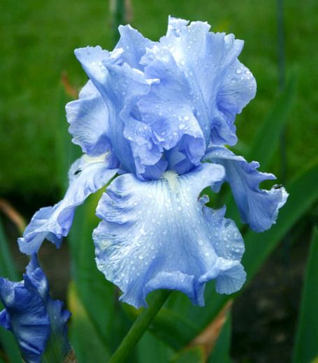 Reblooming Iris, Planting Lavender, Iris Flowers Garden, Cottage Garden Design, Blue Iris, Blue Garden, Bearded Iris, Traditional Garden, Magical Garden