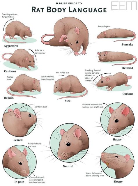 rat body language Animal Body Language, Pet Rat Tips, Rat Body Language, Diy Rat Toys, Pet Rat Cages, Rattus Rattus, Rat Care, Dumbo Rat, Pet Rodents