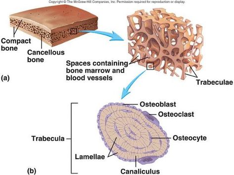 Bone Diagram, Cancellous Bone, Bone Tissue, Histology Slides, Human Skeleton Anatomy, Anatomy Bones, Vet Medicine, Biology Facts, Musculoskeletal System