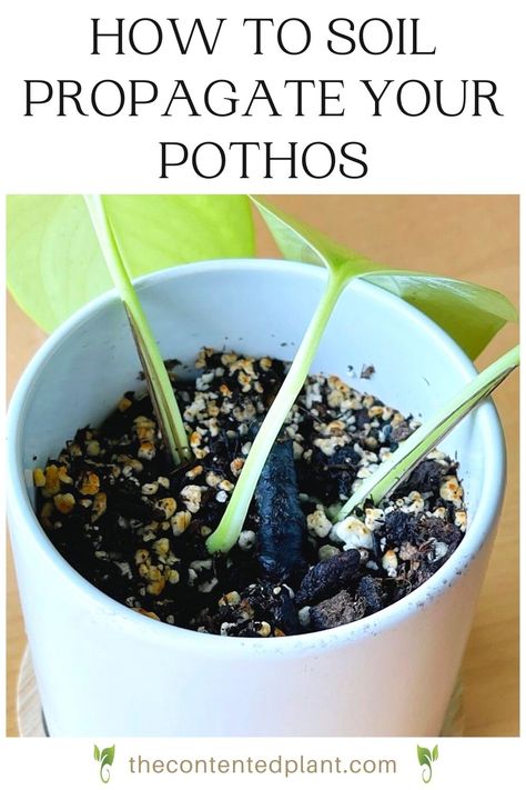 Pothos Propagation, Propagate Pothos, Pathos Plant, Pothos In Water, Pothos Cuttings, Plants Grown In Water, Pothos Plants, Marble Queen Pothos, Neon Pothos