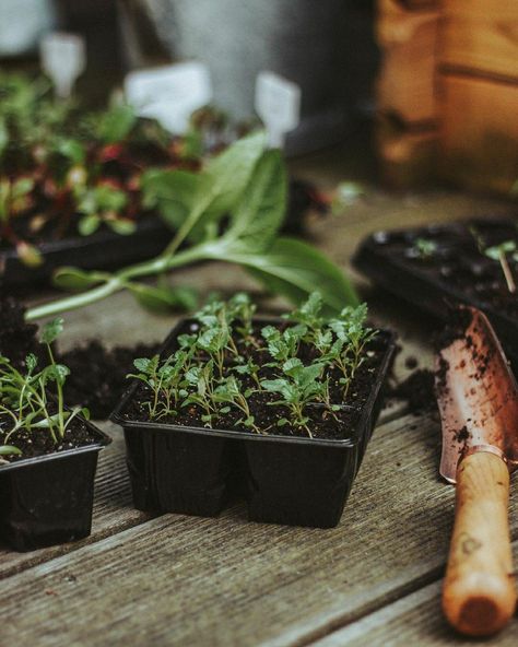 Planting Seeds Aesthetic, Seeds Aesthetic, Dark Academia Garden, Allotment Inspiration, Countryside Life, Balcony Gardening, Veggie Patch, Countryside House, Plant Aesthetic