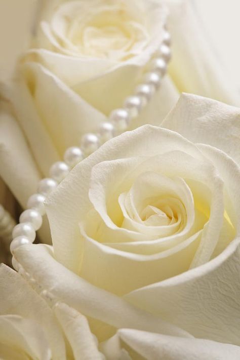 paleyellow.quenalbertini2: Roses and Pearls | luna mi angel Roses And Pearls, Lemon Ice, Shower Centerpieces, Pearl And Lace, Beautiful Rose Flowers, Rose Cottage, Yellow Aesthetic, Mellow Yellow, Exotic Flowers