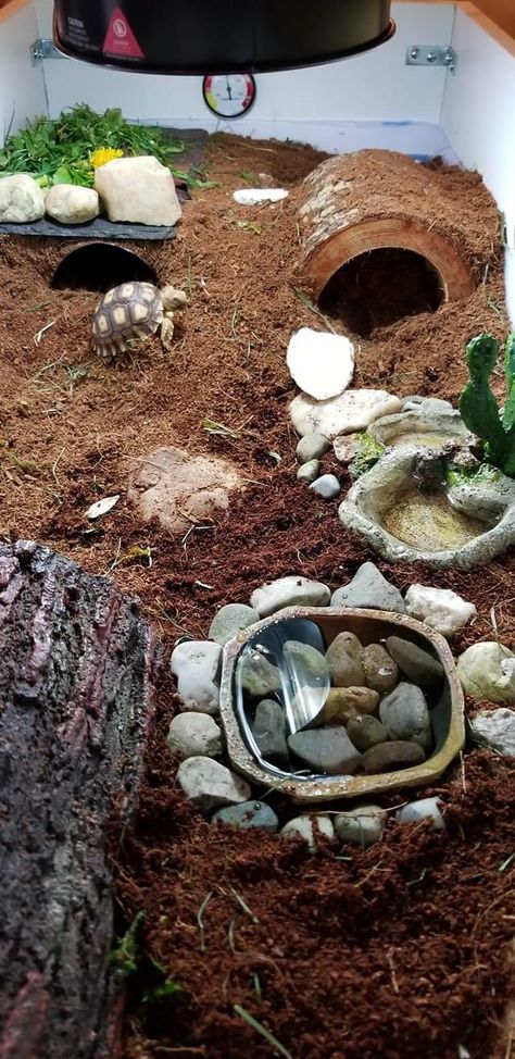 Tortoise Hideout Diy, Tortoise Tank Ideas Indoor, Tortoise Terrarium Indoor, Pet Tortoise Habitat Indoor, Tortious Habitat Indoor, Russian Tortoise Habitat Indoor, Sulcata Tortoise Habitat Indoor, Diy Tortoise Habitat Indoor, Turtle Terrarium Ideas