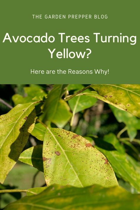 Avocado Tree Care, Growing Vegetables At Home, Geranium Care, Avocado Trees, Grow Seeds, Avocado Leaves, Gardening Products, Nut Trees, Healthy Avocado